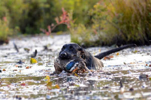 Cooperwaterretrieve.jpg